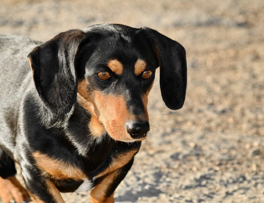 Cane e obblighi di legge: tutte le cose da sapere