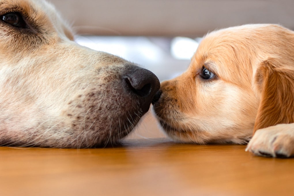 cane fa avanti e indietro