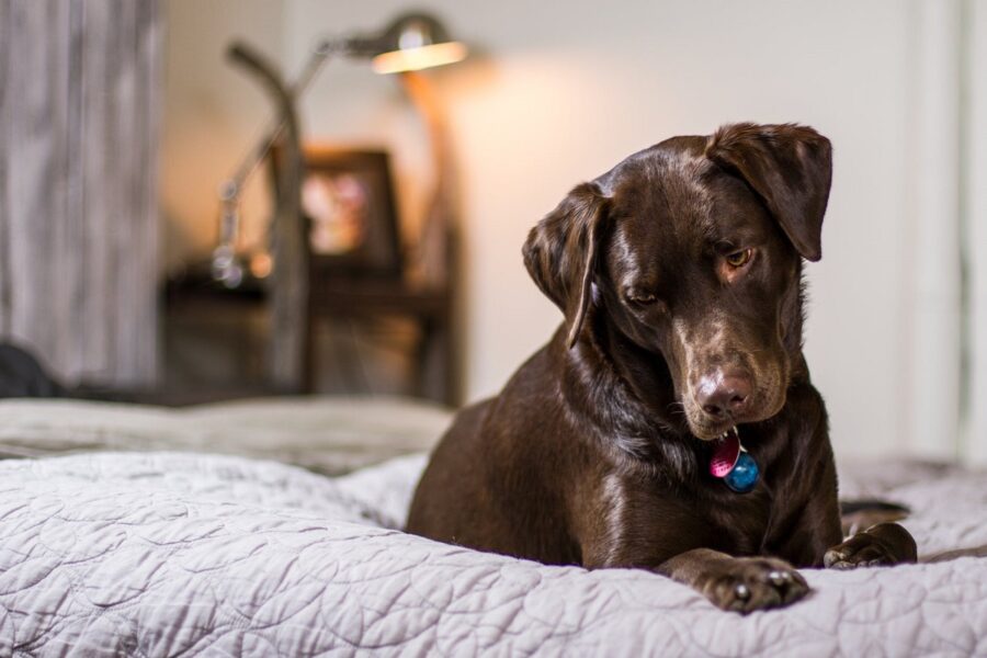 cane sul letto