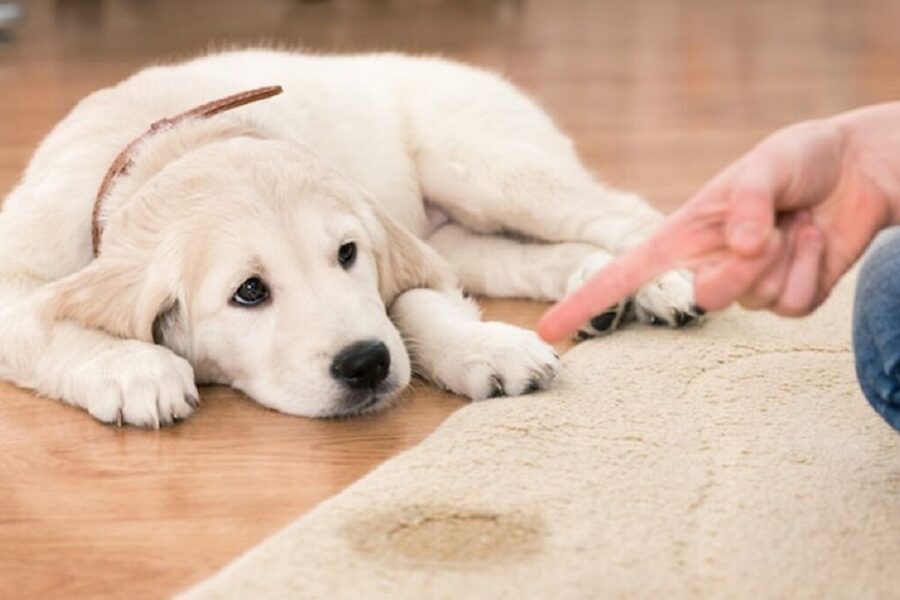 rimprovero del cane incontinente