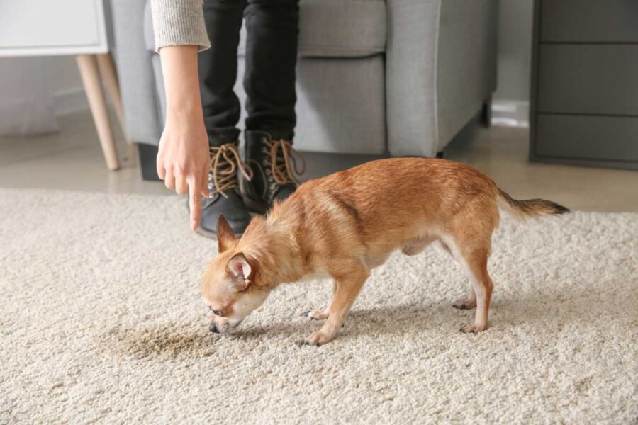 cane odora la pipì sul tappeto