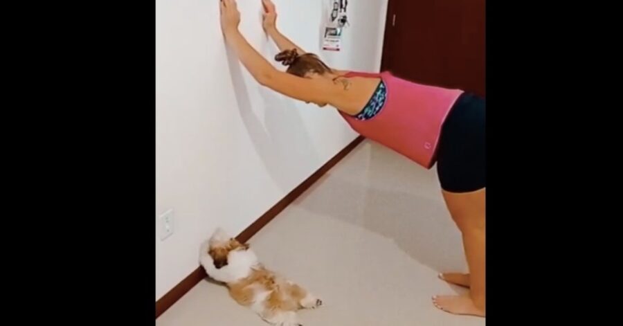 cagnolino fa stretching con la padrona 