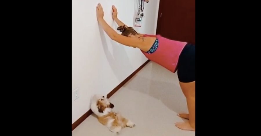 cane imita la padrona mentre fa stretching