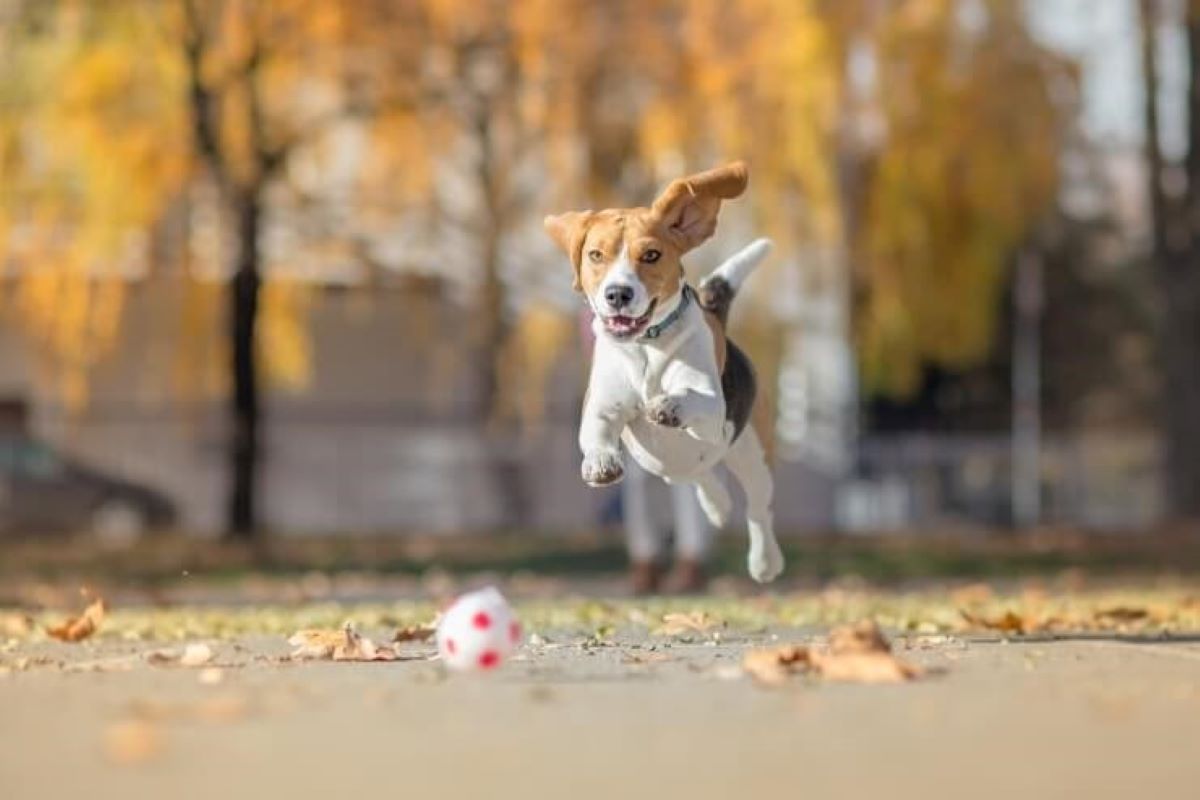 cucciolo con la pallina