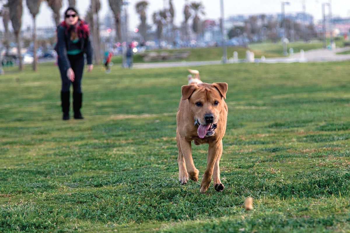 cane gioca da solo corre