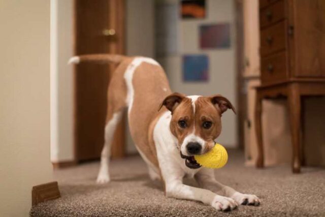 Il cane gioca da solo e non si calma: come mai?