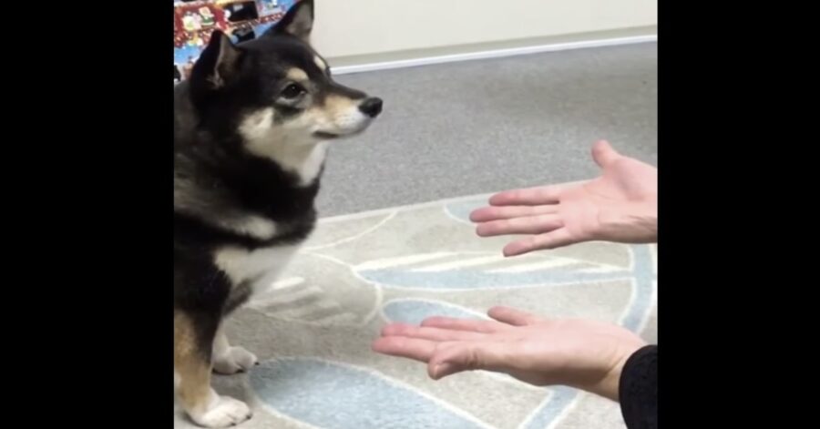 cane osserva padrone che esegue trucco magico