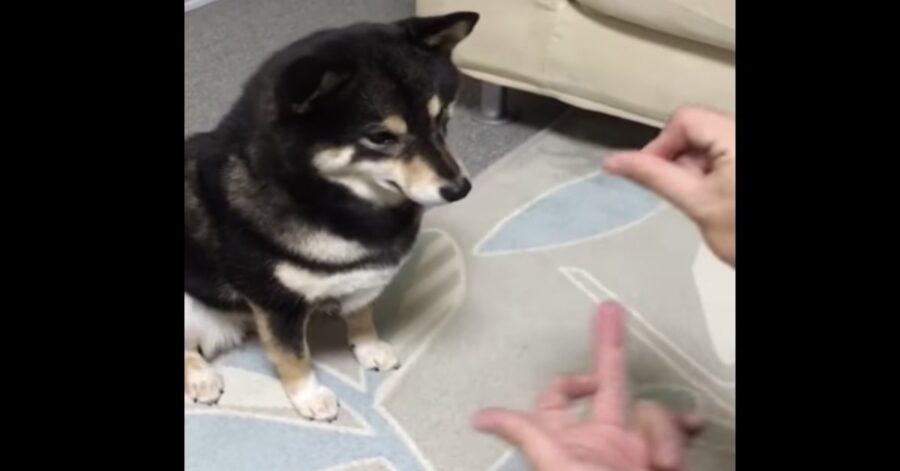 cane osserva il padrone che fa sparire una crocchetta