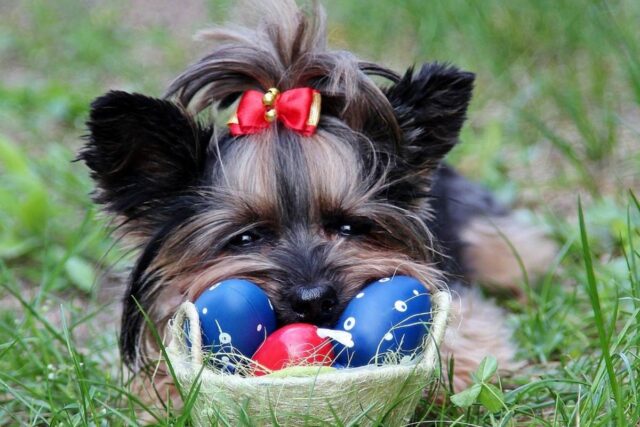 Cosa fare se il cane ha mangiato l’uovo di Pasqua: pronto intervento