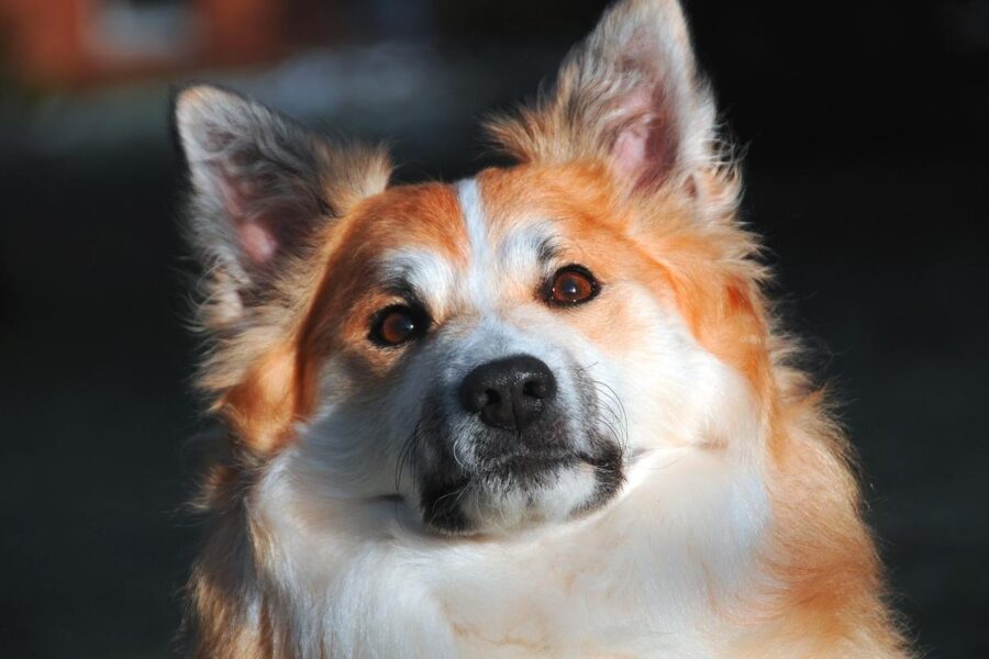 cane a pelo rosso e bianco