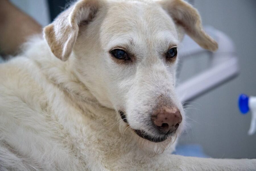 cane bianco che sta male