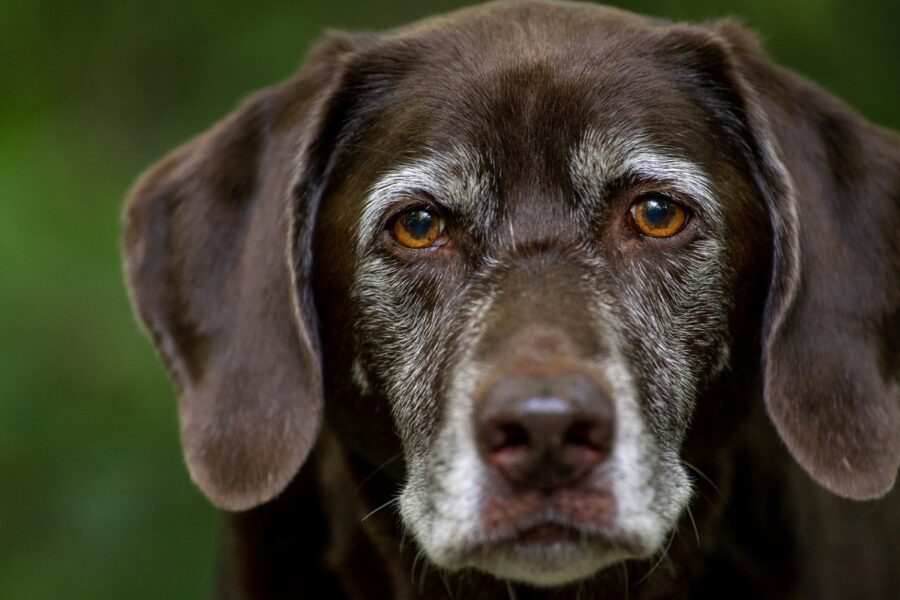 cane molto anziano