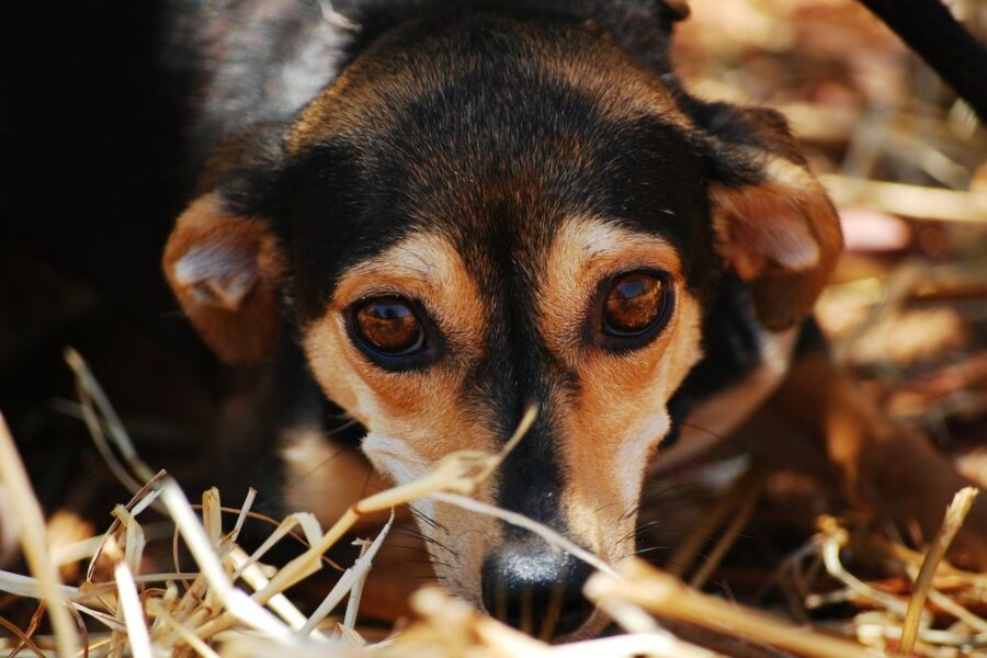 cane molto spaventato