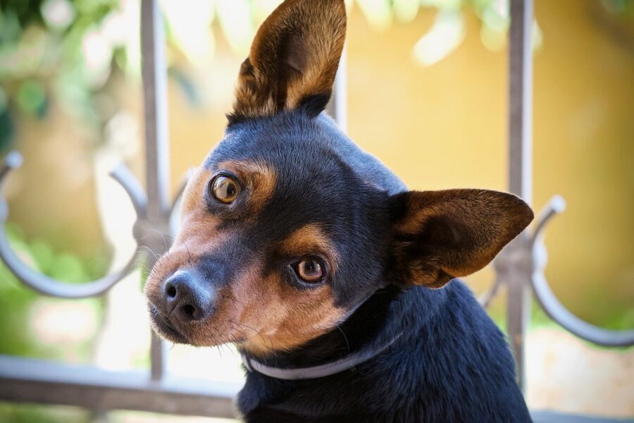 cane pinscher nero e marrone