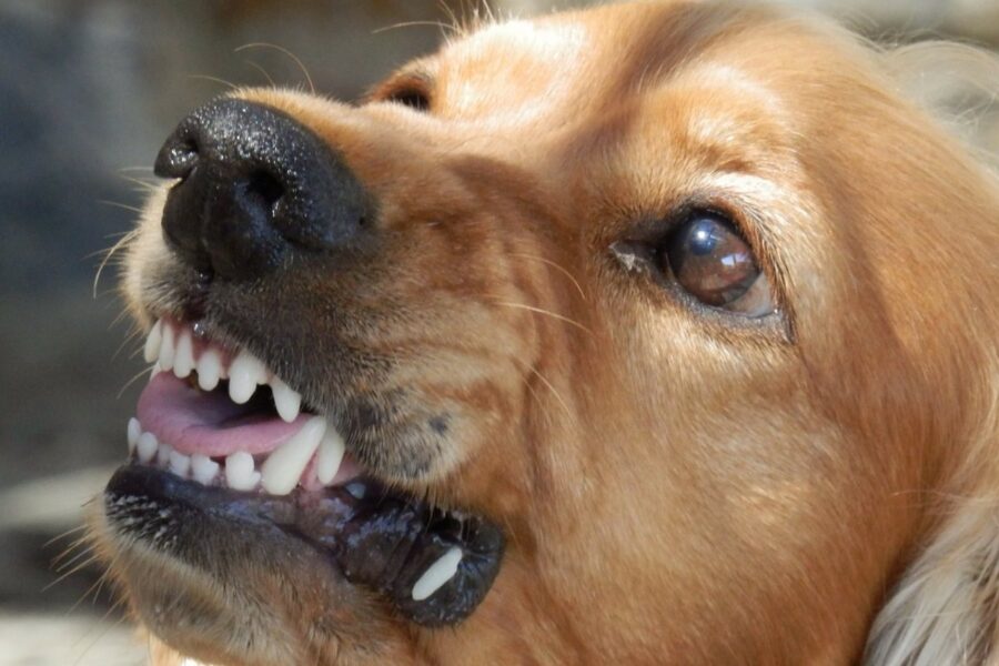 cane aggressivo mostra i denti