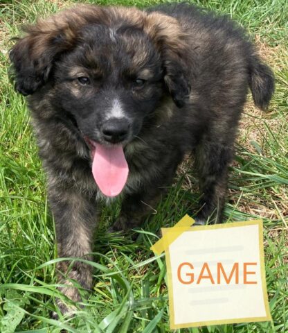 Game, il cane con i “capelli” sempre perfetti, cerca una famiglia