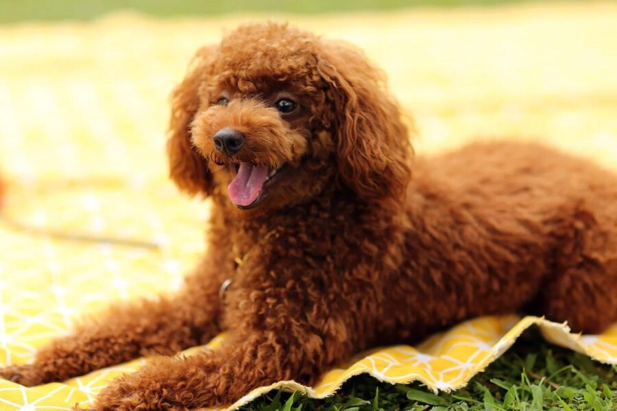 cagnolino marrone a pelo riccio