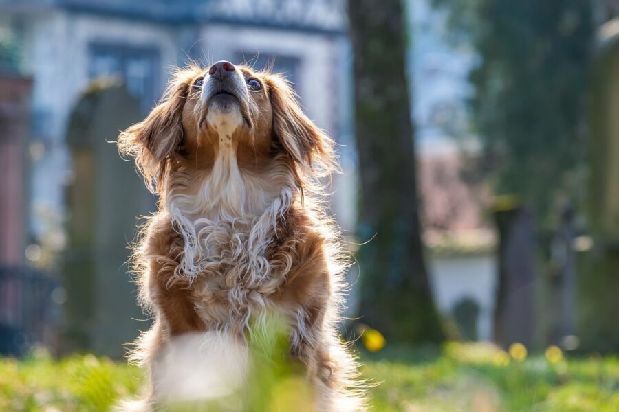 cane che guarda all'insù