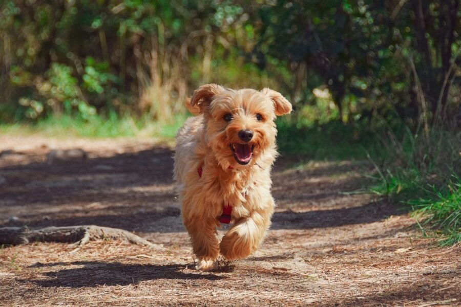 cane che corre