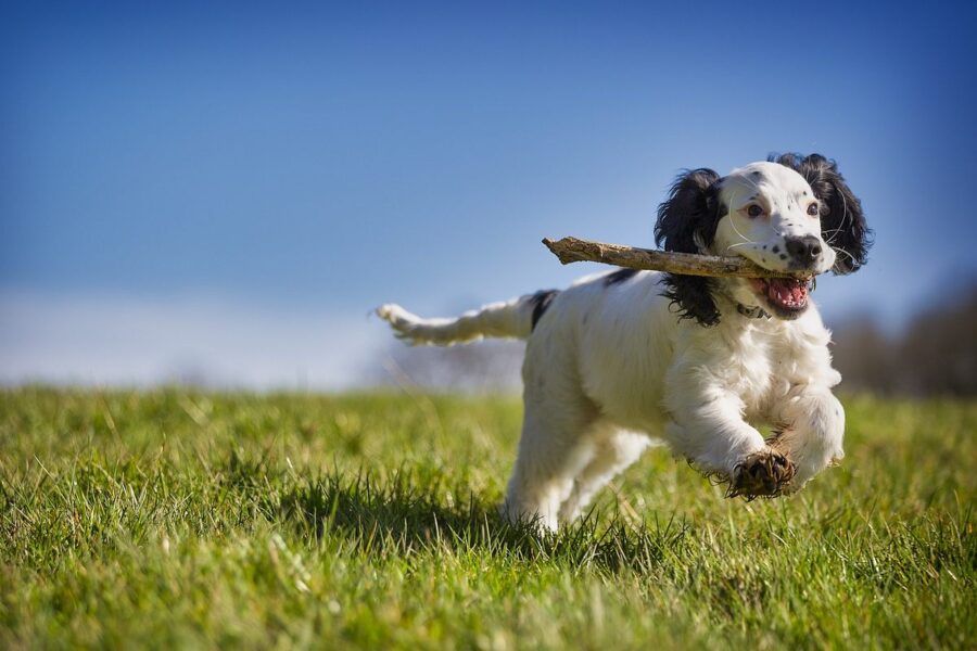 cane che tiene un ramo tra i denti