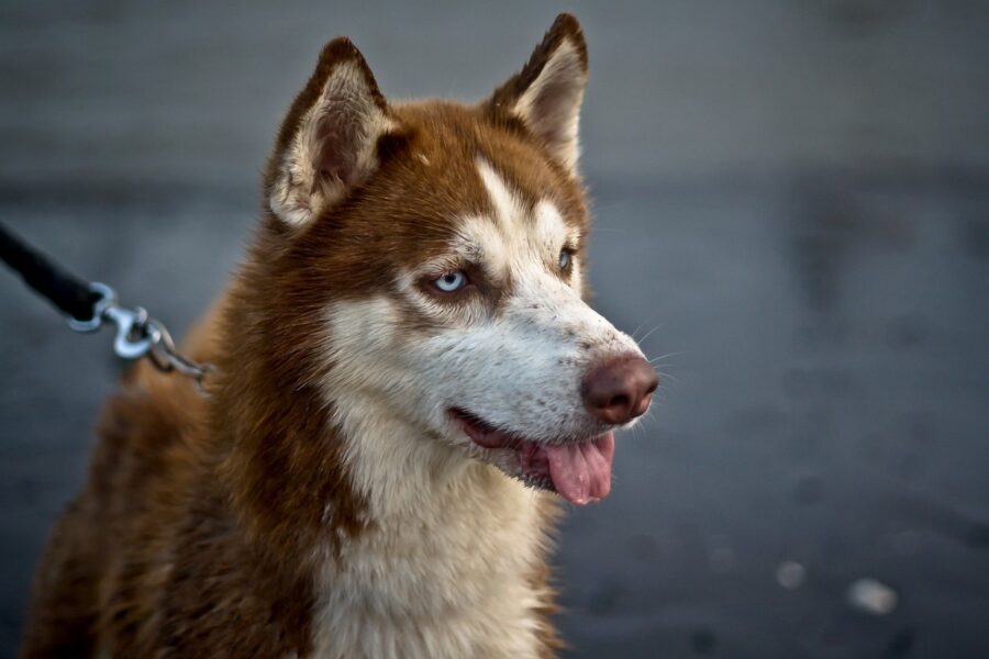 husky al guinzaglio