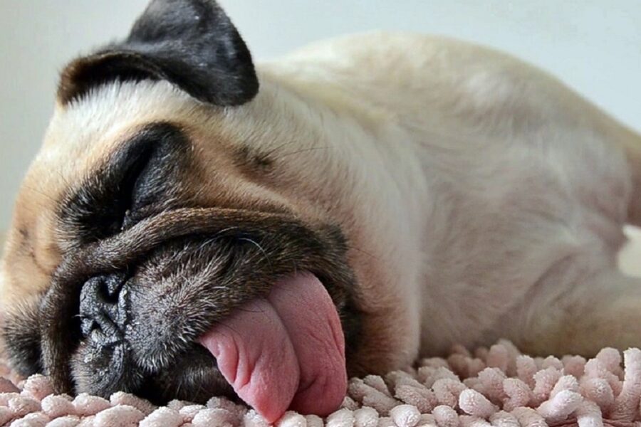 cane dorme con la lingua di fuori