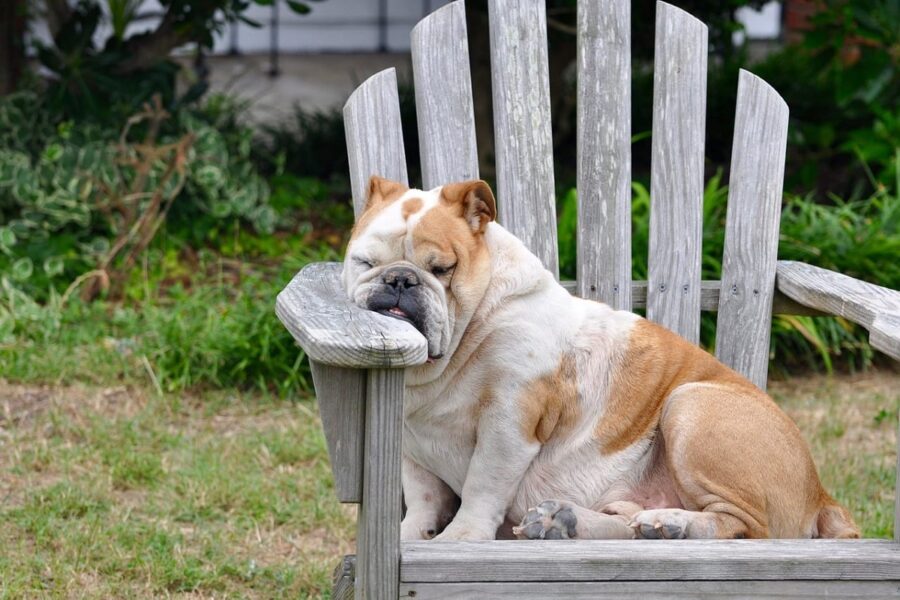 cane dorme in giardino