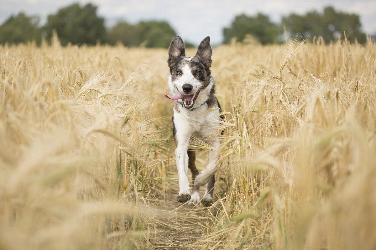 cane corre in un campo