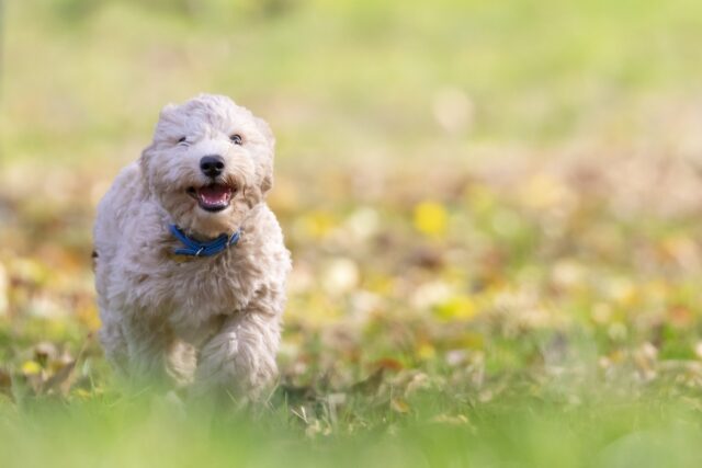 Cane incinta può correre e saltare in modo normale?