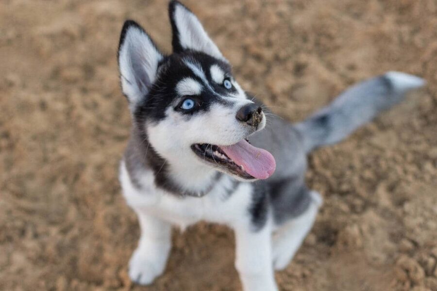 cucciolo di cane guarda qualcosa