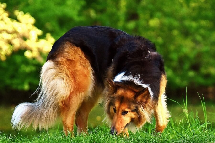 cane che odora