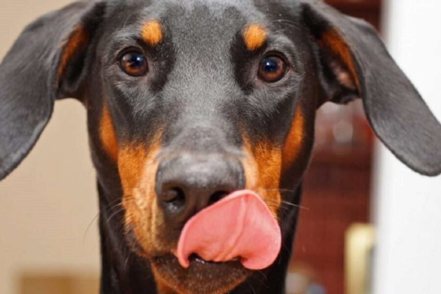 cane si lecca il muso