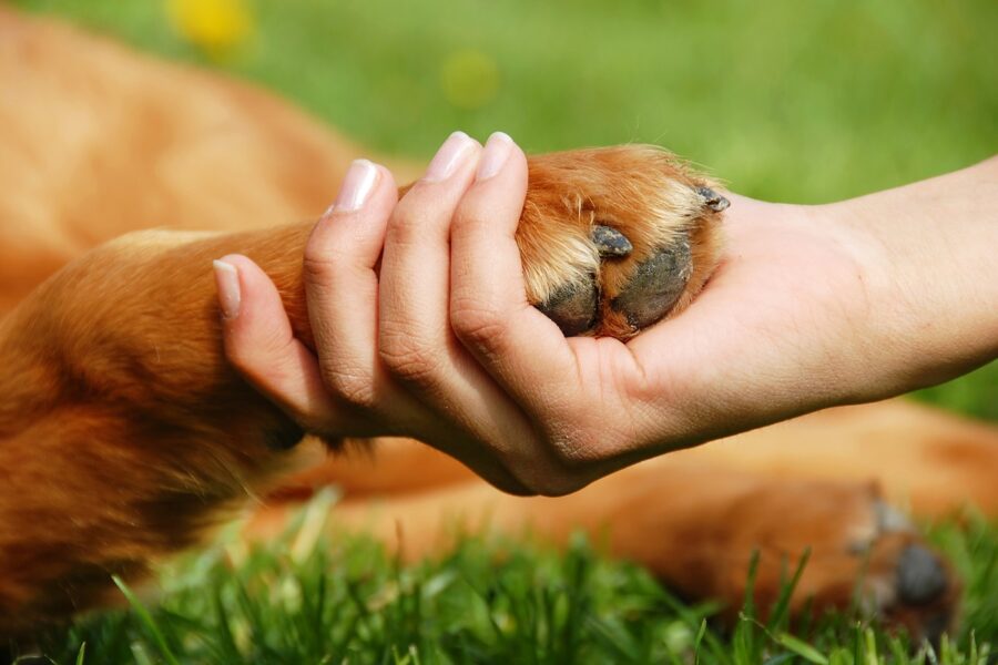 mano e zampa del cane