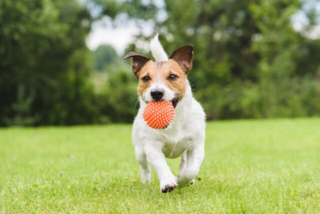 Perché il cane lancia tutti gli oggetti che ha davanti?