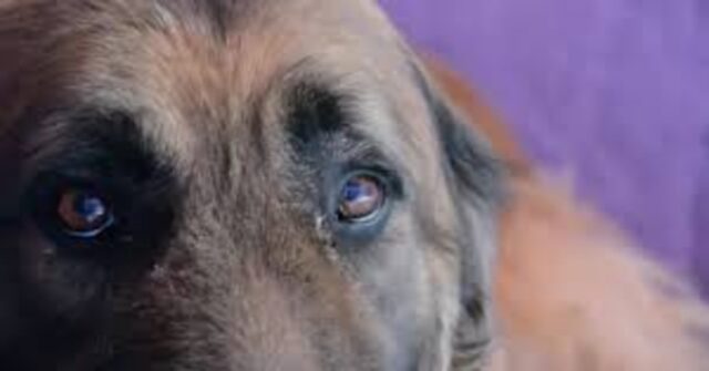 Una cagnolina maltrattata riceve per la prima volta una carezza (VIDEO)