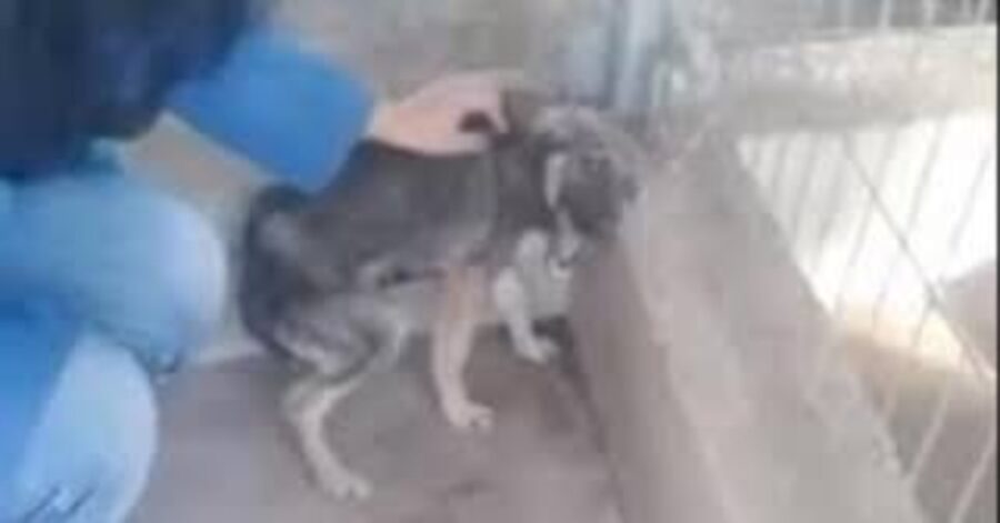 cane maltrattato viene accarezzato da Monica