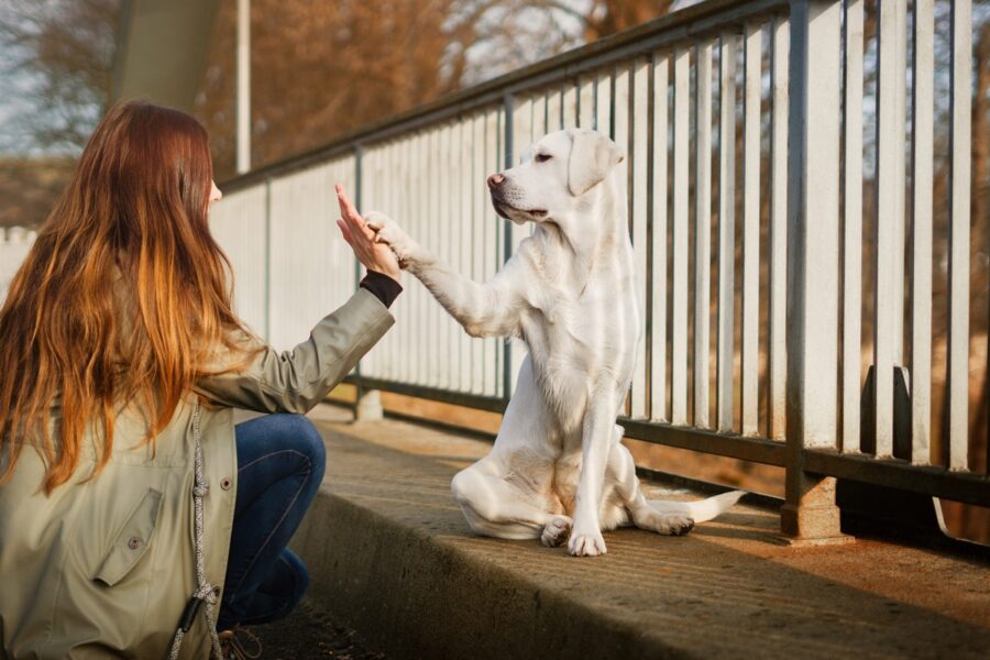 intesa tra cane e ragazza