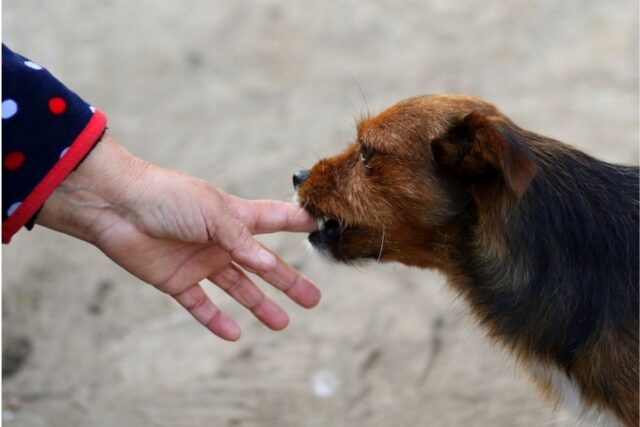 Perché il cane mi mordicchia sempre le mani?