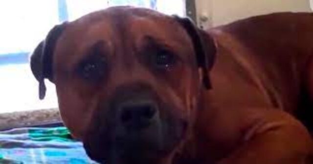 Un povero cucciolo piange disperatamente al rendersi conto di esser stato abbandonato in un canile (VIDEO)