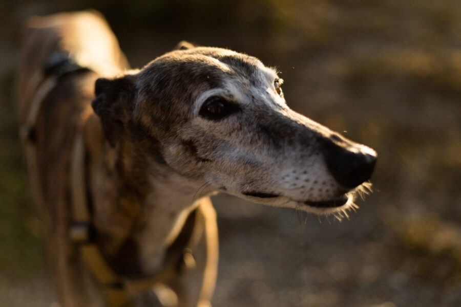 cane con il muso lungo