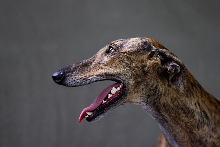 cane con la bocca aperta