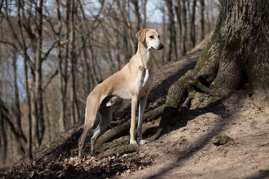 cane da caccia 