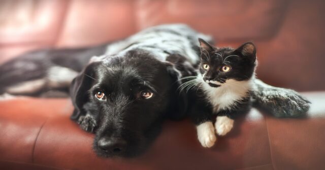 Un cucciolo di cane protegge il gattino che vive con lui (VIDEO)