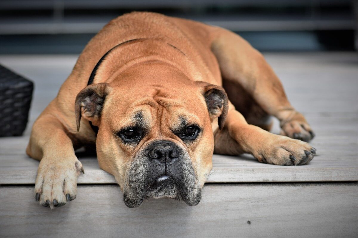 cane arrabbiato