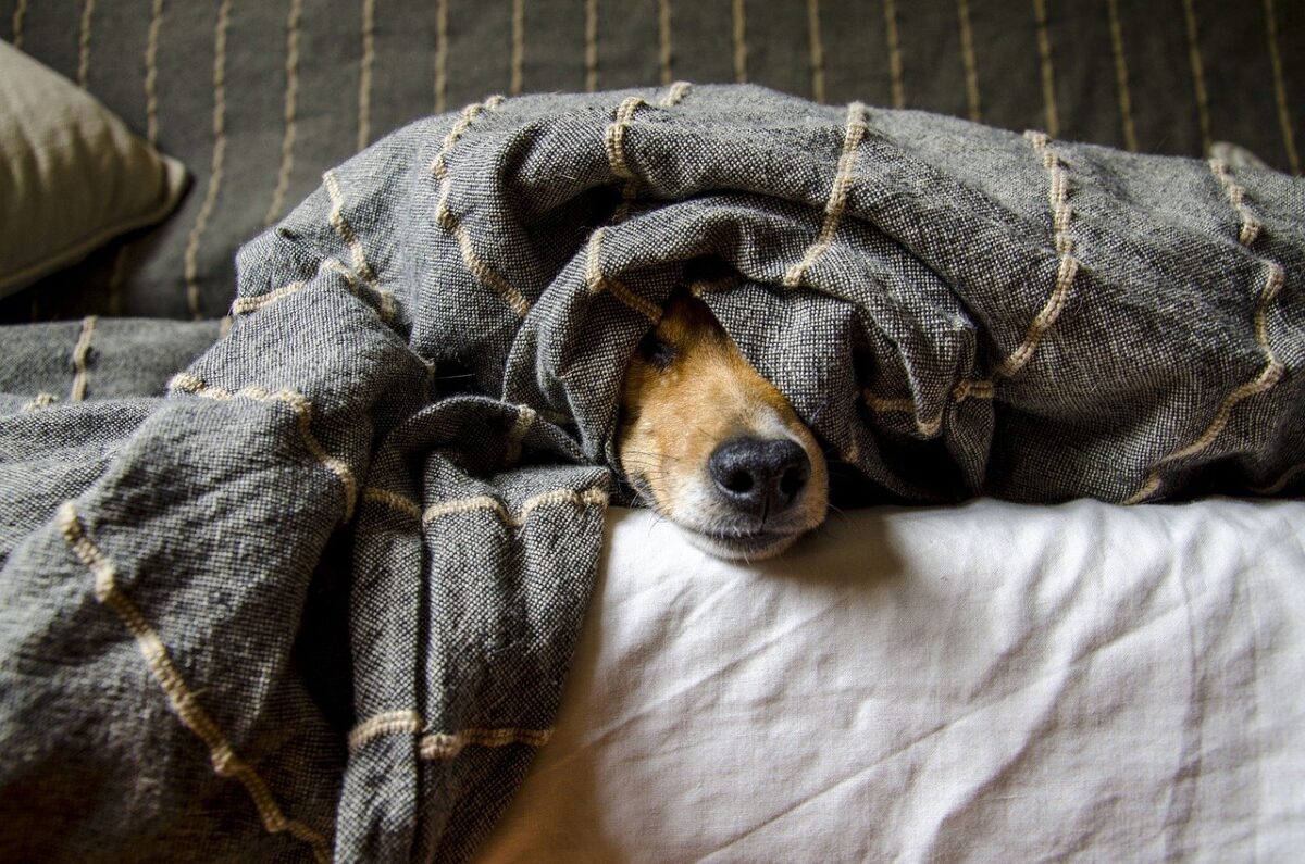 cane impaurito sotto le coperte