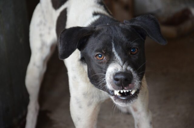 Un cane può diventare aggressivo per via di un suono?