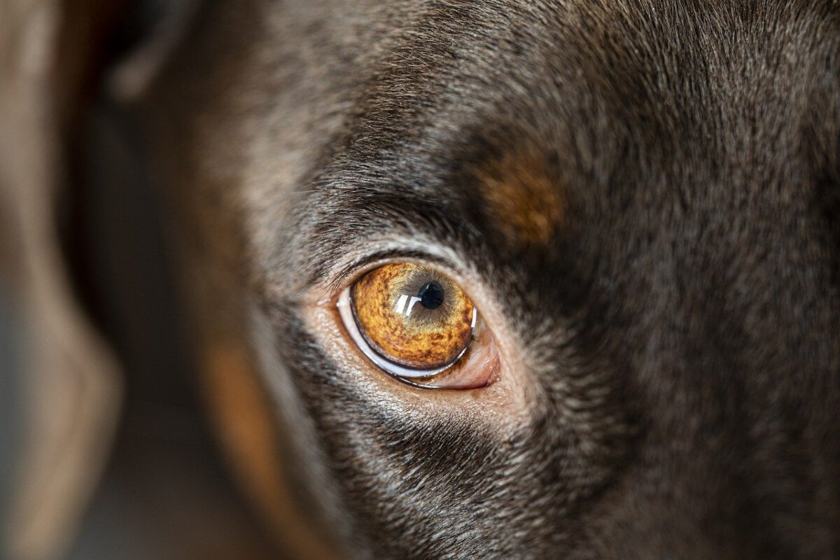 occhi di cane