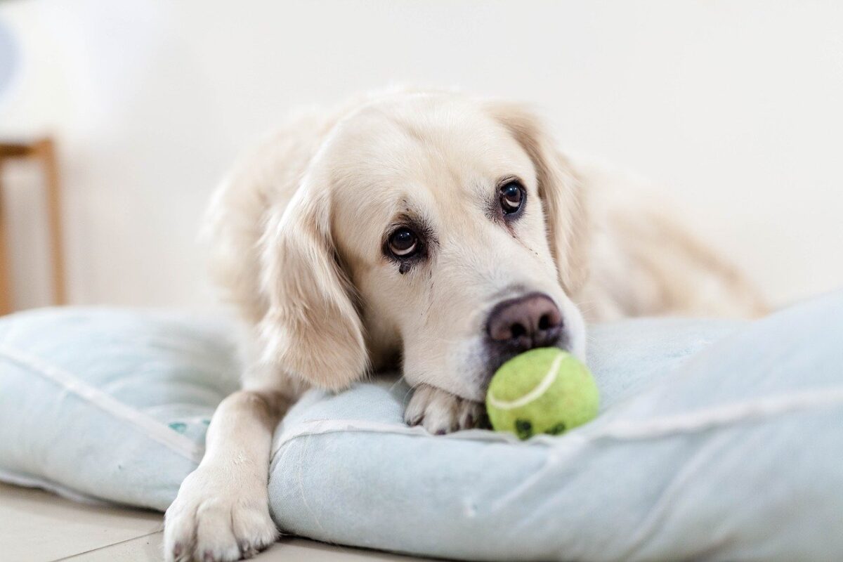 Golden Retriver sul cuscino