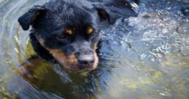 L’eroico salvataggio di una cagnolina cieca e incinta che stava affogando in un fiume in Perù