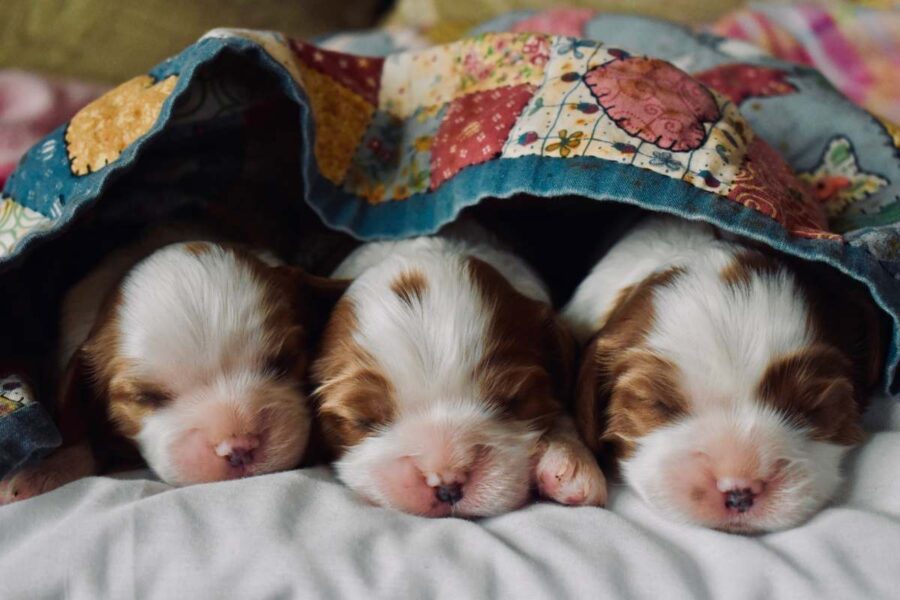 tre cuccioli di cane